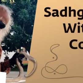 Sadhguru with a cobra on Nag Panchami | #Shorts